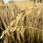 Weeping Spinifex (Triodia brizoides)