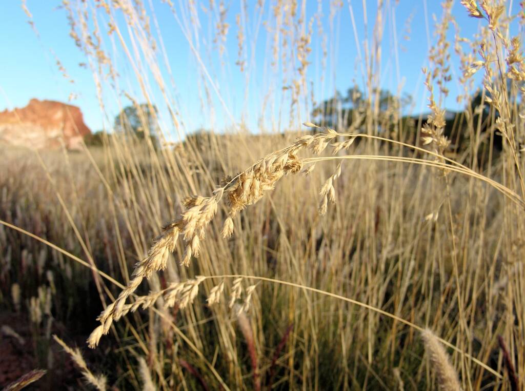 Weeping Spinifex (Triodia brizoides)