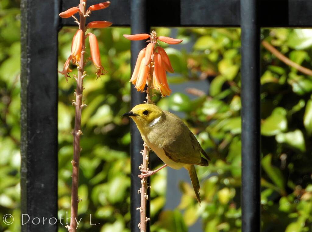 White-plumed Honeyeater (Ptilotula penicillata)