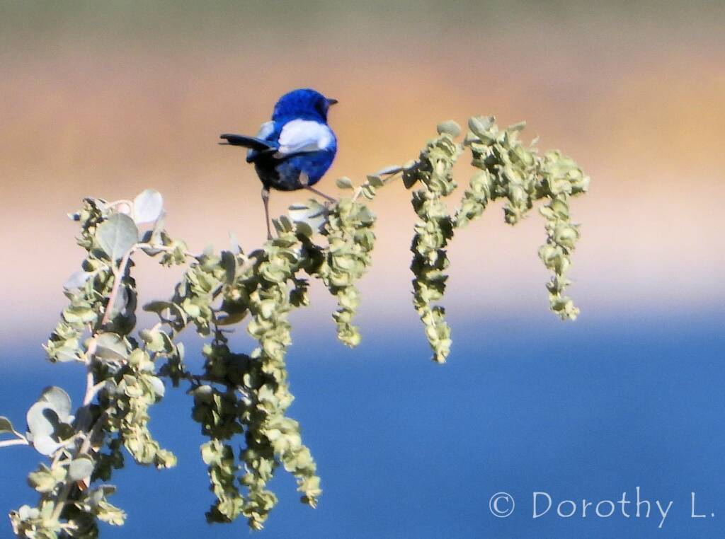 Male White-winged Fairywren (Malurus leucopterus)