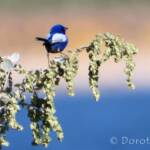 Male White-winged Fairywren (Malurus leucopterus)
