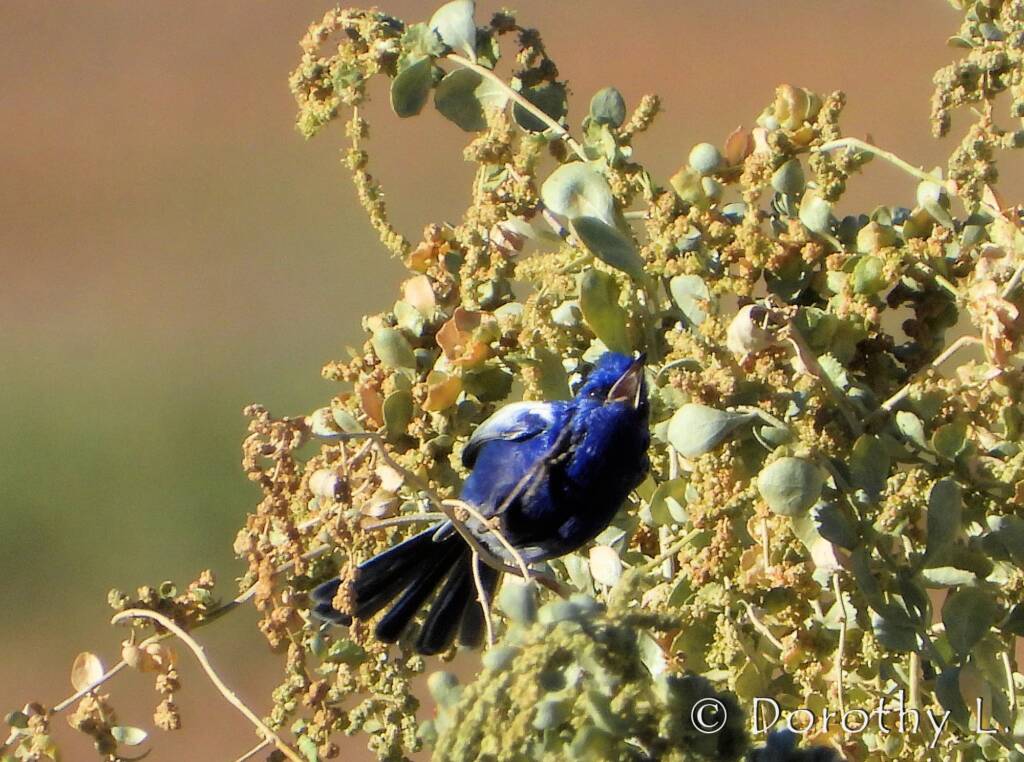 Male White-winged Fairywren (Malurus leucopterus)