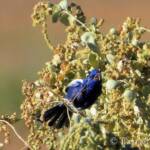 Male White-winged Fairywren (Malurus leucopterus)