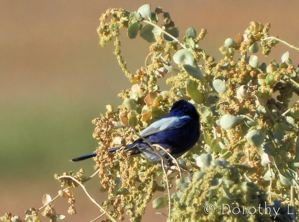 Male White-winged Fairywren (Malurus leucopterus)