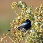 Male White-winged Fairywren (Malurus leucopterus)