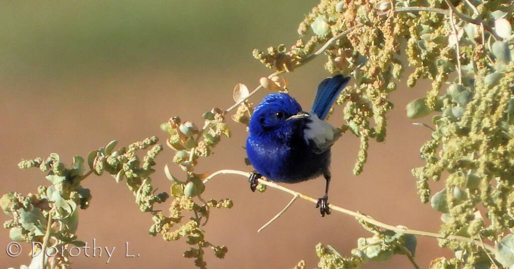 Male White-winged Fairywren (Malurus leucopterus)