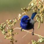 Male White-winged Fairywren (Malurus leucopterus)