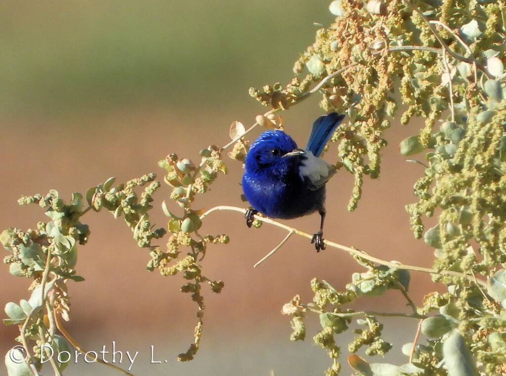 Male White-winged Fairywren (Malurus leucopterus)