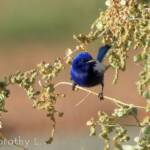 Male White-winged Fairywren (Malurus leucopterus)