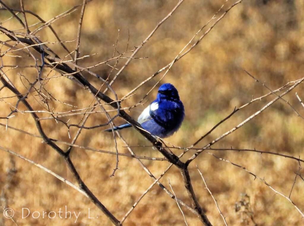 Male White-winged Fairywren (Malurus leucopterus)