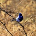 Male White-winged Fairywren (Malurus leucopterus)