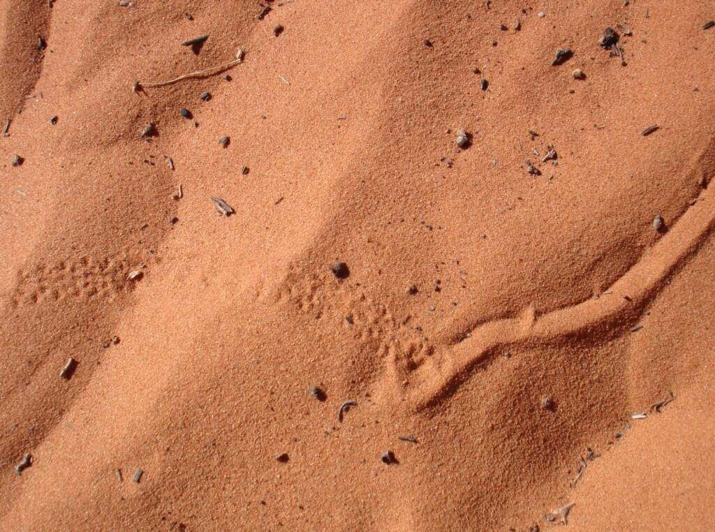 Wildlife tracks in the sand, Wurre / Rainbow Valley, NT