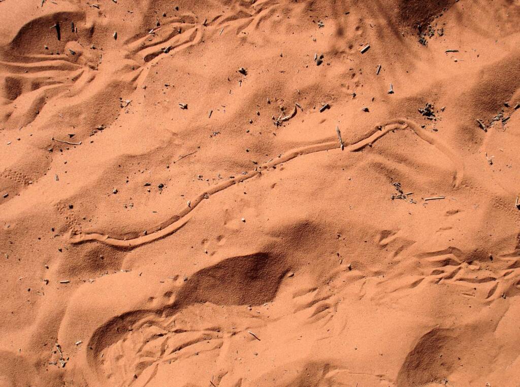 Wildlife tracks in the sand, Wurre / Rainbow Valley, NT