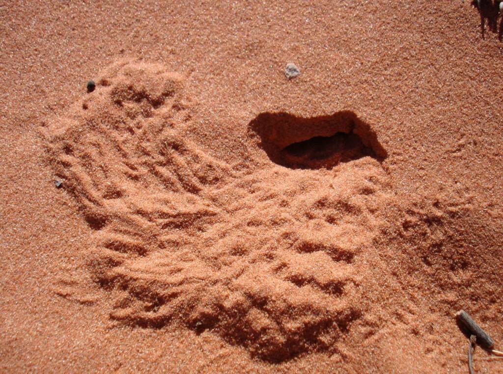 Wildlife tracks in the sand, Wurre / Rainbow Valley, NT