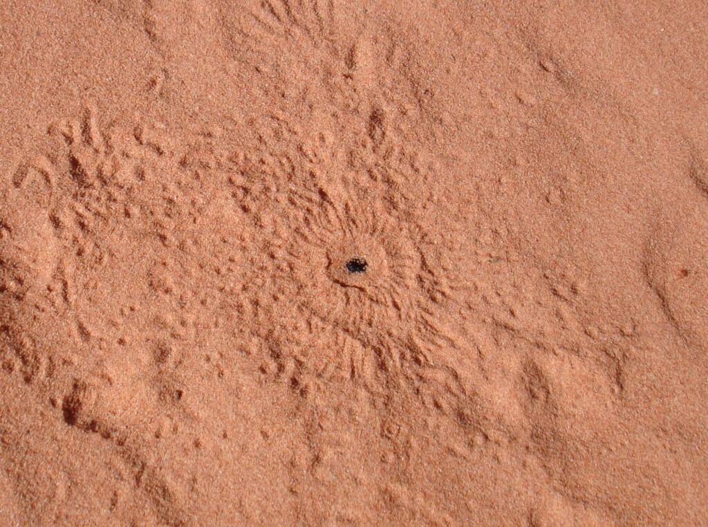 Wildlife tracks in the sand, Wurre / Rainbow Valley, NT