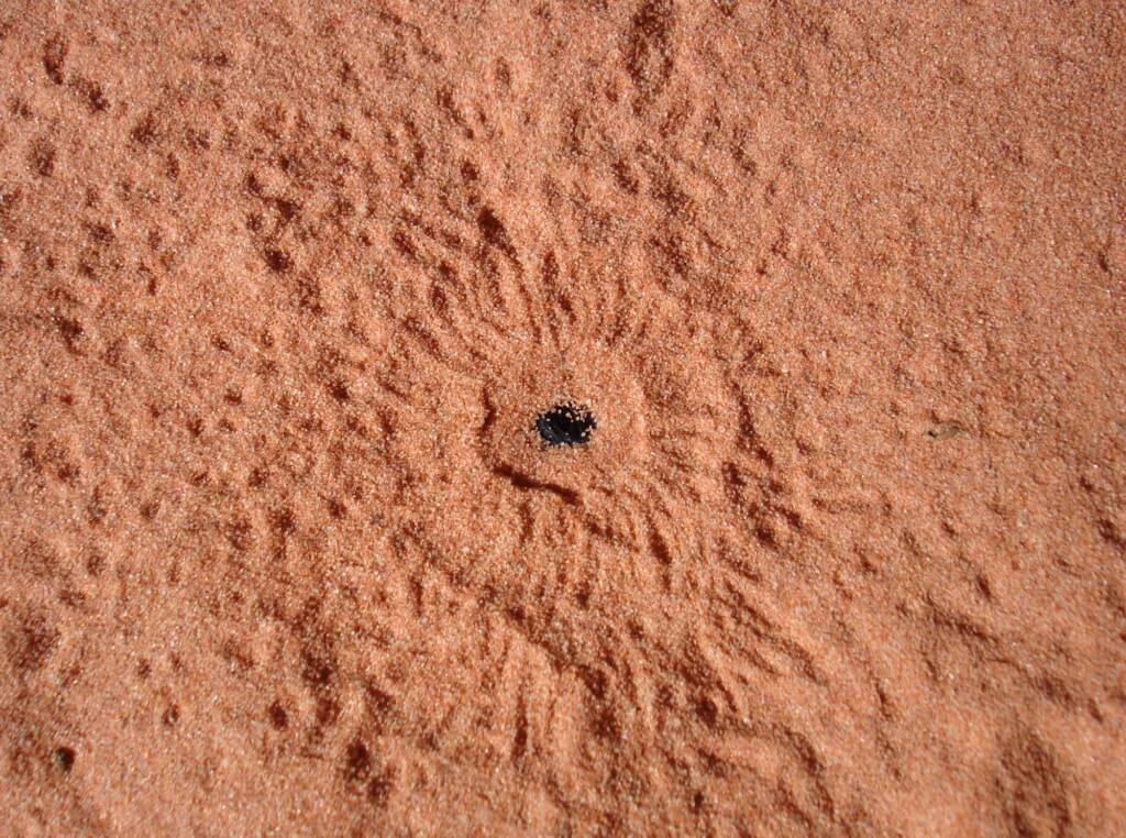 Wildlife tracks in the sand, Wurre / Rainbow Valley, NT