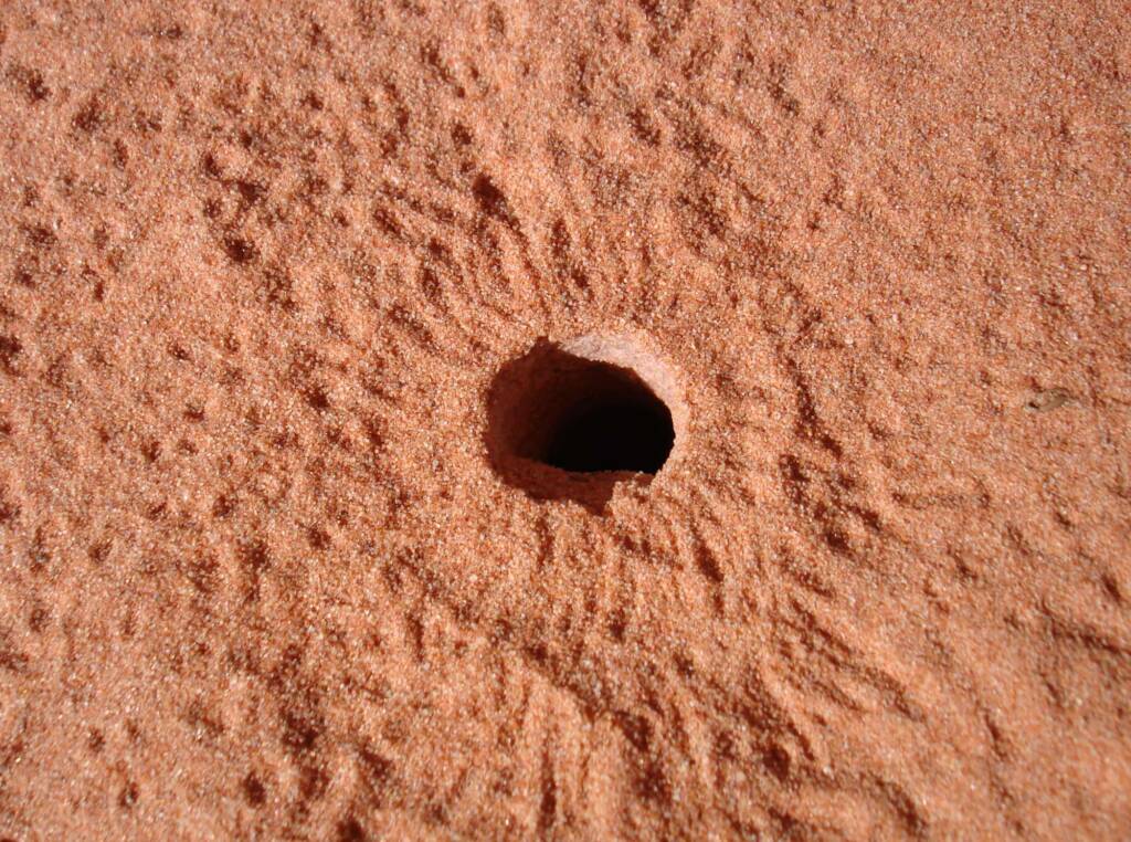 Wildlife tracks in the sand, Wurre / Rainbow Valley, NT