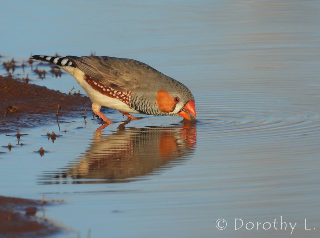 Zebra Finch (Taeniopygia guttata), Kunoth Bore, NT