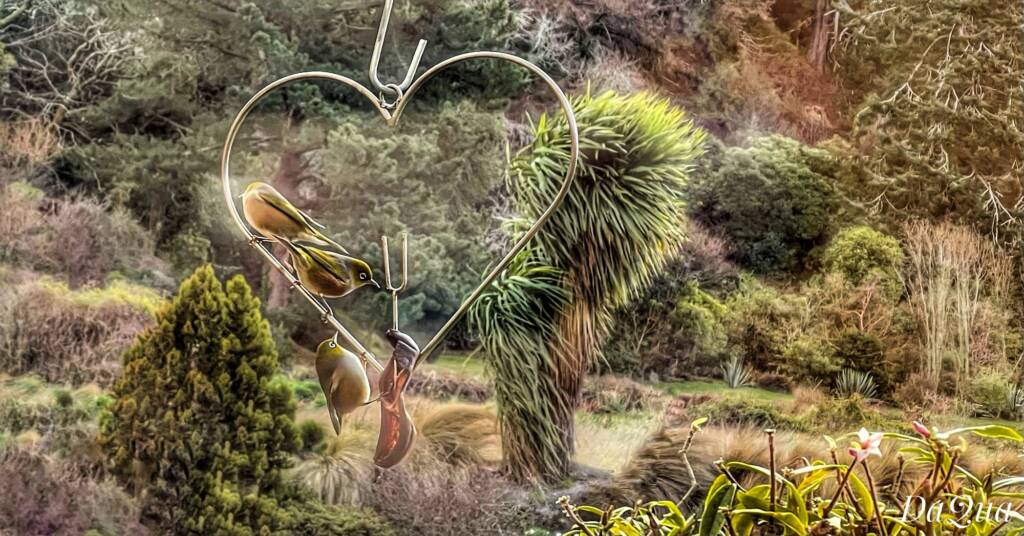 Silvereyes – songbirds native to New Zealand and Australia