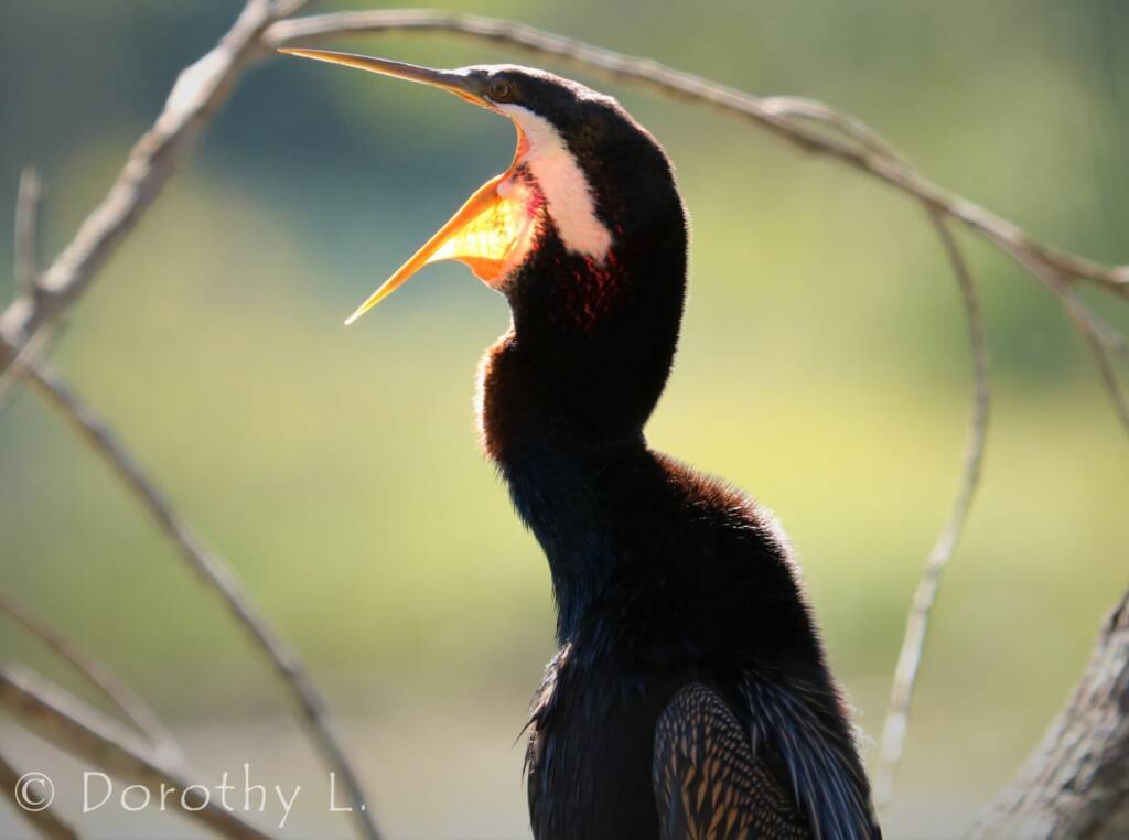 Australasian Darter (Anhinga novaehollandiae)