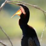 Australasian Darter (Anhinga novaehollandiae)