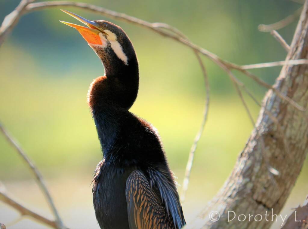 Australasian Darter (Anhinga novaehollandiae)