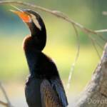 Australasian Darter (Anhinga novaehollandiae)