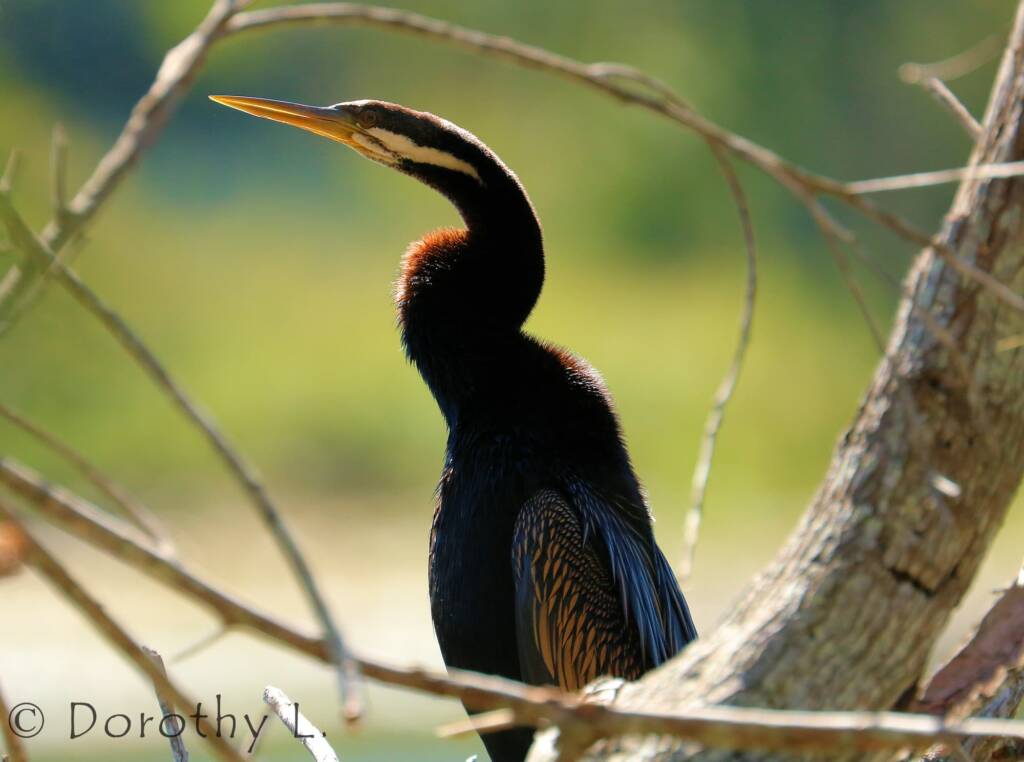 Australasian Darter (Anhinga novaehollandiae)