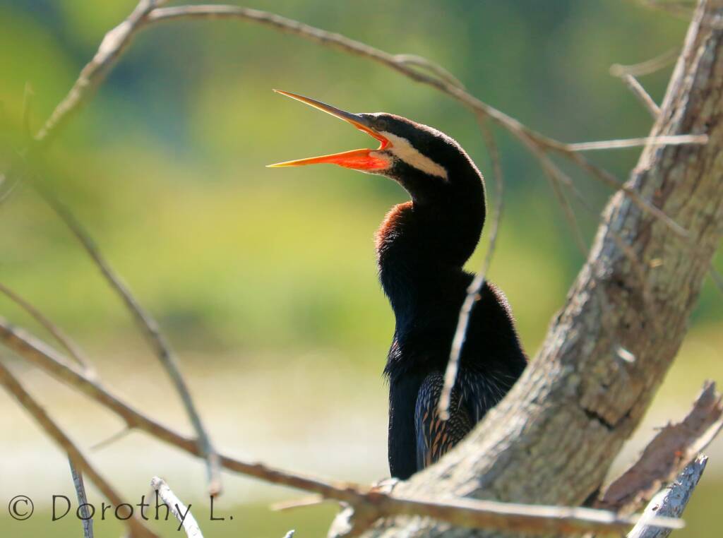 Australasian Darter (Anhinga novaehollandiae)