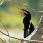 Australasian Darter (Anhinga novaehollandiae)