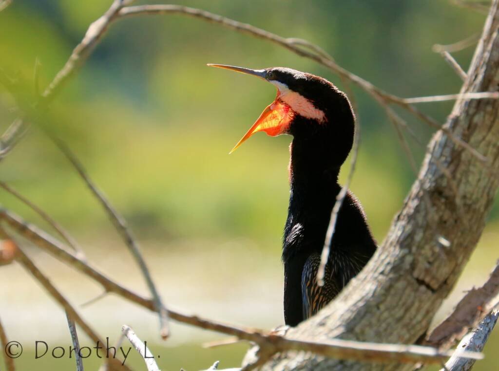 Australasian Darter (Anhinga novaehollandiae)