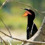 Australasian Darter (Anhinga novaehollandiae)