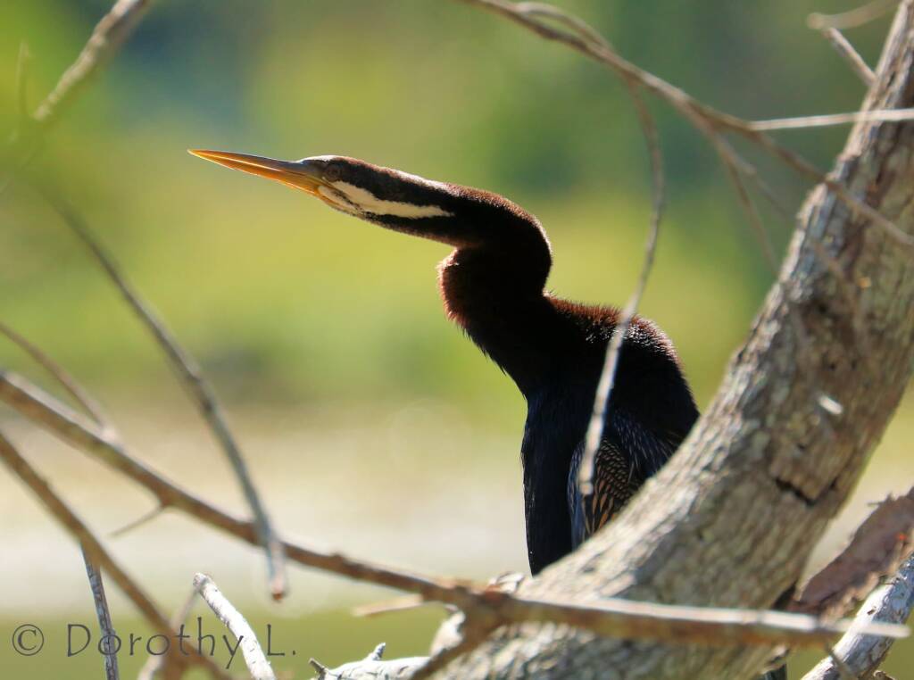 Australasian Darter (Anhinga novaehollandiae)