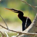 Australasian Darter (Anhinga novaehollandiae)