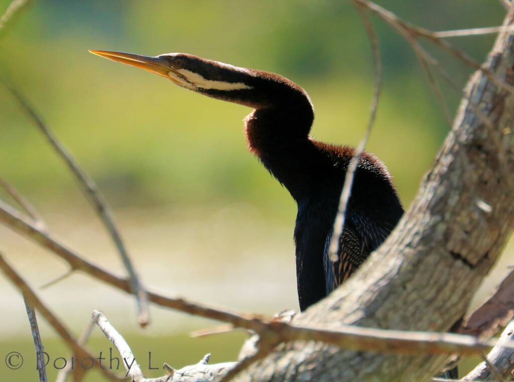 Australasian Darter (Anhinga novaehollandiae)