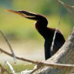 Australasian Darter (Anhinga novaehollandiae)