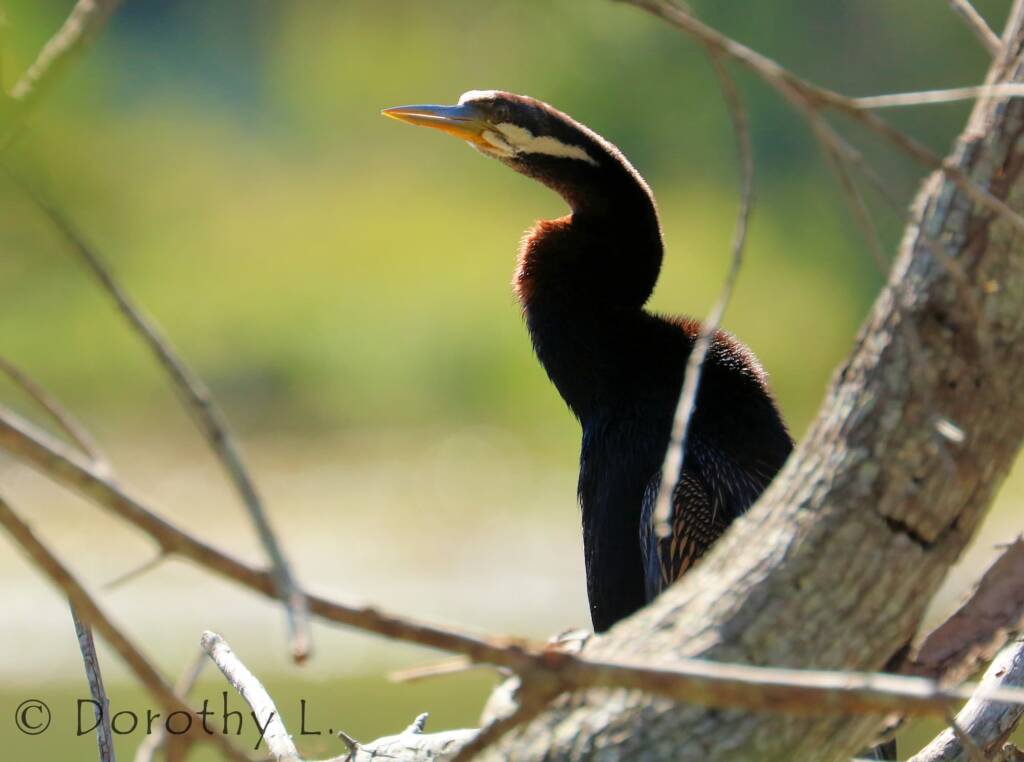 Australasian Darter (Anhinga novaehollandiae)