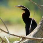 Australasian Darter (Anhinga novaehollandiae)