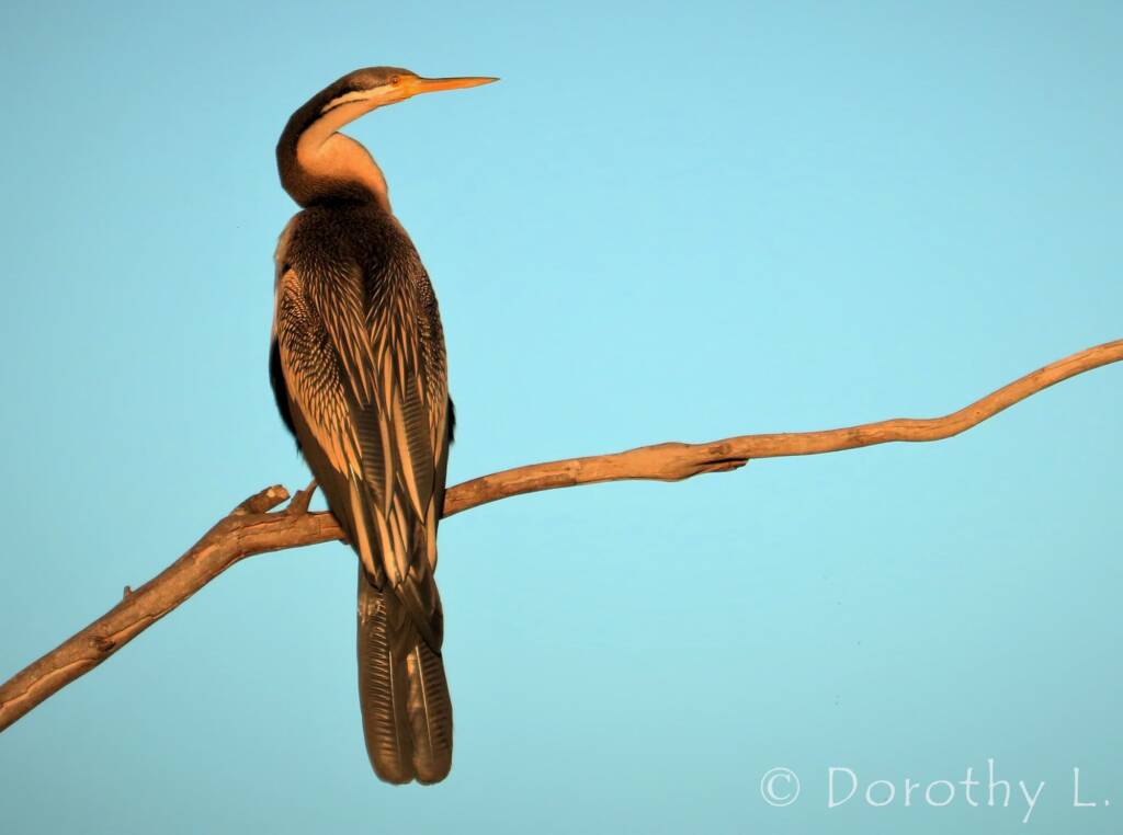 Australasian Darter (Anhinga novaehollandiae)