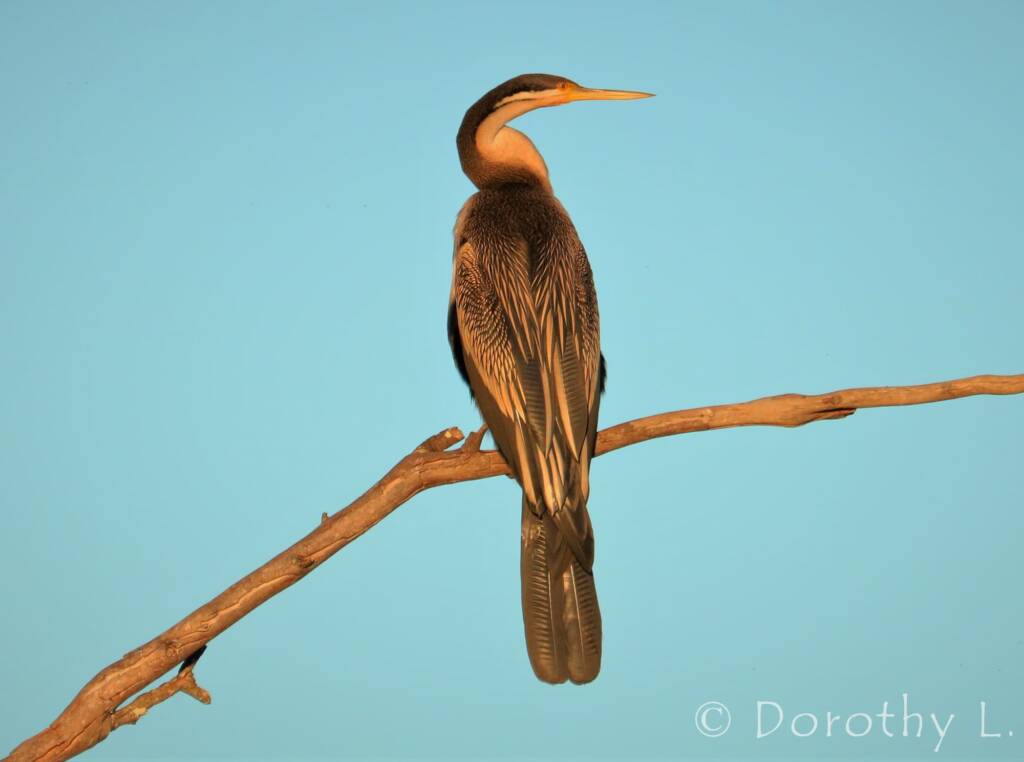 Australasian Darter (Anhinga novaehollandiae)