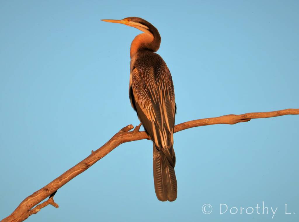 Australasian Darter (Anhinga novaehollandiae)