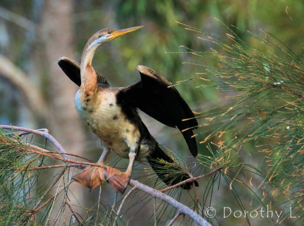 Australasian Darter (Anhinga novaehollandiae)