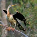 Australasian Darter (Anhinga novaehollandiae)