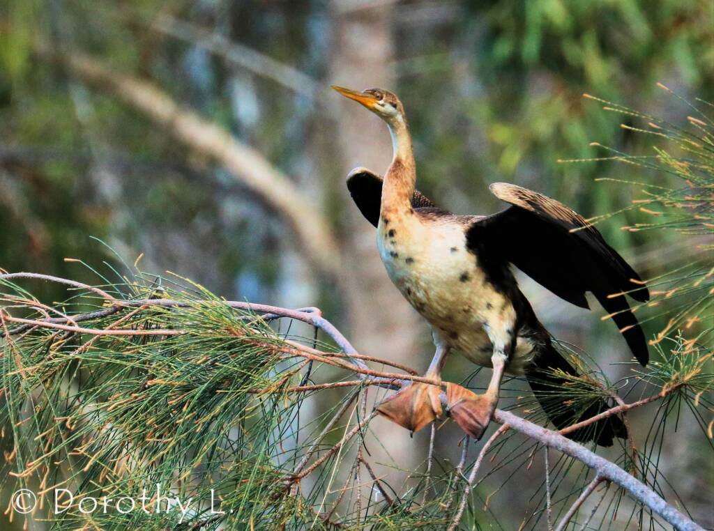 Australasian Darter (Anhinga novaehollandiae)