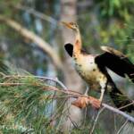 Australasian Darter (Anhinga novaehollandiae)