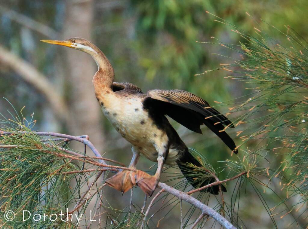 Australasian Darter (Anhinga novaehollandiae)