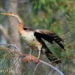 Australasian Darter (Anhinga novaehollandiae)