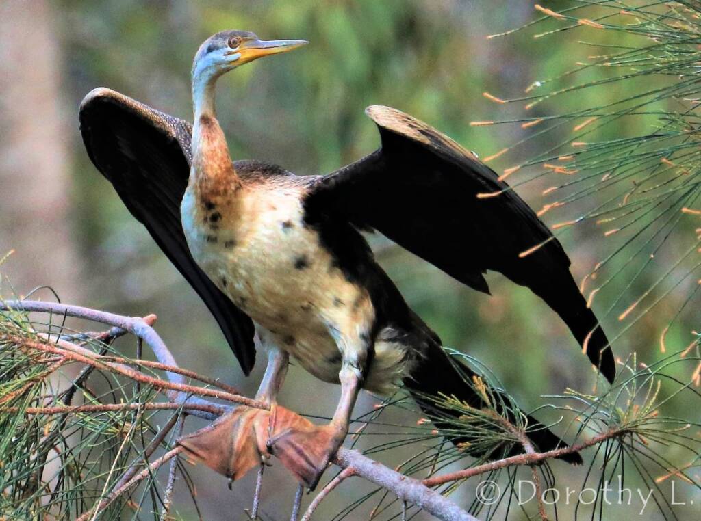 Australasian Darter (Anhinga novaehollandiae)