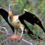 Australasian Darter (Anhinga novaehollandiae)