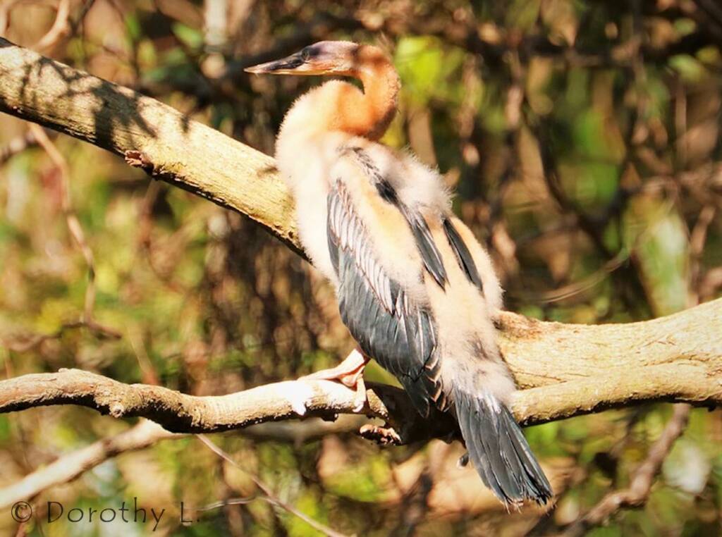Australasian Darter (Anhinga novaehollandiae)